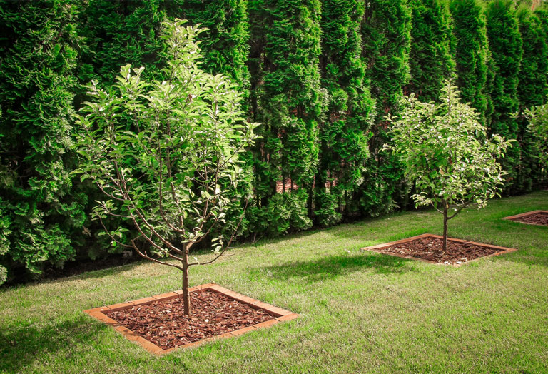 Посадка деревьев