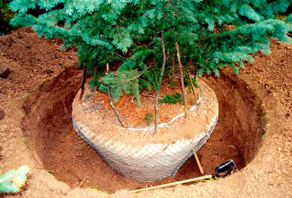 посадка деревьев